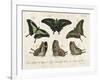 Crackled Butterflies II-Vision Studio-Framed Art Print