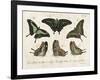 Crackled Butterflies II-Vision Studio-Framed Art Print