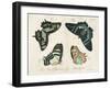 Crackled Butterflies III-Vision Studio-Framed Art Print