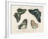 Crackled Butterflies III-Vision Studio-Framed Art Print