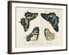 Crackled Butterflies III-Vision Studio-Framed Art Print