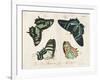 Crackled Butterflies III-Vision Studio-Framed Art Print