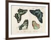 Crackled Butterflies III-Vision Studio-Framed Art Print