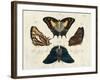 Crackled Butterflies IV-Vision Studio-Framed Art Print