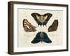 Crackled Butterflies IV-Vision Studio-Framed Art Print