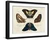 Crackled Butterflies IV-Vision Studio-Framed Art Print