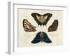 Crackled Butterflies IV-Vision Studio-Framed Art Print