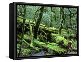 Cradle Mt. and Lake St. Clair National Park, Tasmania, Australia-Rob Tilley-Framed Stretched Canvas