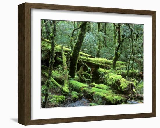 Cradle Mt. and Lake St. Clair National Park, Tasmania, Australia-Rob Tilley-Framed Photographic Print