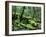 Cradle Mt. and Lake St. Clair National Park, Tasmania, Australia-Rob Tilley-Framed Photographic Print