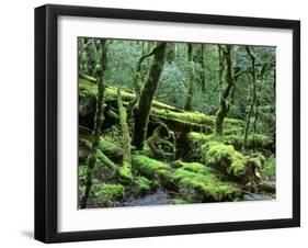 Cradle Mt. and Lake St. Clair National Park, Tasmania, Australia-Rob Tilley-Framed Photographic Print