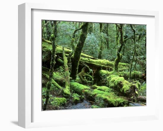 Cradle Mt. and Lake St. Clair National Park, Tasmania, Australia-Rob Tilley-Framed Photographic Print