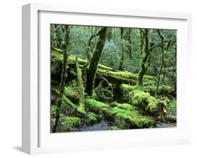 Cradle Mt. and Lake St. Clair National Park, Tasmania, Australia-Rob Tilley-Framed Photographic Print