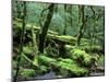 Cradle Mt. and Lake St. Clair National Park, Tasmania, Australia-Rob Tilley-Mounted Photographic Print