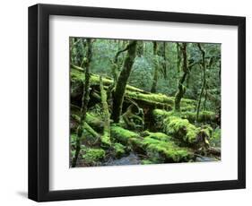 Cradle Mt. and Lake St. Clair National Park, Tasmania, Australia-Rob Tilley-Framed Photographic Print