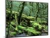 Cradle Mt. and Lake St. Clair National Park, Tasmania, Australia-Rob Tilley-Mounted Photographic Print