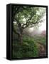 Craggy Gardens, Pisgah National Forest, North Carolina, USA-Adam Jones-Framed Stretched Canvas