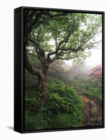 Craggy Gardens, Pisgah National Forest, North Carolina, USA-Adam Jones-Framed Stretched Canvas