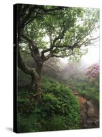 Craggy Gardens, Pisgah National Forest, North Carolina, USA-Adam Jones-Stretched Canvas