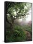 Craggy Gardens, Pisgah National Forest, North Carolina, USA-Adam Jones-Framed Stretched Canvas