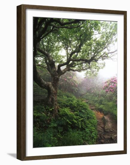Craggy Gardens, Pisgah National Forest, North Carolina, USA-Adam Jones-Framed Premium Photographic Print