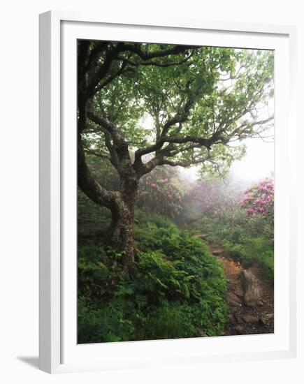 Craggy Gardens, Pisgah National Forest, North Carolina, USA-Adam Jones-Framed Premium Photographic Print