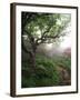 Craggy Gardens, Pisgah National Forest, North Carolina, USA-Adam Jones-Framed Premium Photographic Print