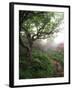 Craggy Gardens, Pisgah National Forest, North Carolina, USA-Adam Jones-Framed Premium Photographic Print