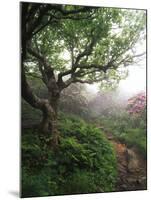 Craggy Gardens, Pisgah National Forest, North Carolina, USA-Adam Jones-Mounted Premium Photographic Print