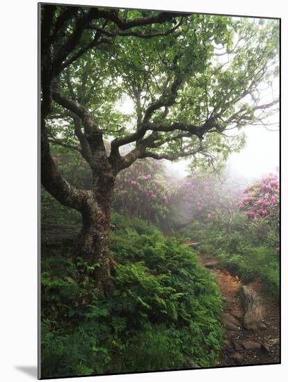 Craggy Gardens, Pisgah National Forest, North Carolina, USA-Adam Jones-Mounted Premium Photographic Print