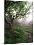 Craggy Gardens, Pisgah National Forest, North Carolina, USA-Adam Jones-Mounted Premium Photographic Print