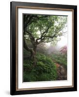 Craggy Gardens, Pisgah National Forest, North Carolina, USA-Adam Jones-Framed Photographic Print