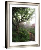 Craggy Gardens, Pisgah National Forest, North Carolina, USA-Adam Jones-Framed Photographic Print