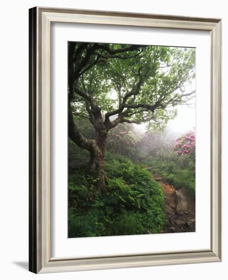 Craggy Gardens, Pisgah National Forest, North Carolina, USA-Adam Jones-Framed Photographic Print