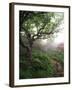 Craggy Gardens, Pisgah National Forest, North Carolina, USA-Adam Jones-Framed Photographic Print