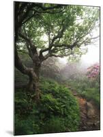 Craggy Gardens, Pisgah National Forest, North Carolina, USA-Adam Jones-Mounted Photographic Print