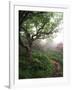 Craggy Gardens, Pisgah National Forest, North Carolina, USA-Adam Jones-Framed Photographic Print