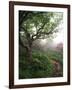 Craggy Gardens, Pisgah National Forest, North Carolina, USA-Adam Jones-Framed Photographic Print