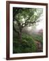 Craggy Gardens, Pisgah National Forest, North Carolina, USA-Adam Jones-Framed Photographic Print