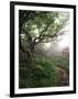 Craggy Gardens, Pisgah National Forest, North Carolina, USA-Adam Jones-Framed Photographic Print