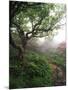 Craggy Gardens, Pisgah National Forest, North Carolina, USA-Adam Jones-Mounted Photographic Print