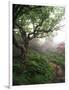 Craggy Gardens, Pisgah National Forest, North Carolina, USA-Adam Jones-Framed Photographic Print