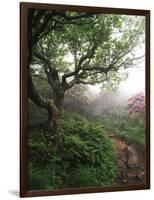 Craggy Gardens, Pisgah National Forest, North Carolina, USA-Adam Jones-Framed Photographic Print