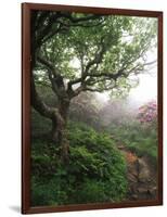Craggy Gardens, Pisgah National Forest, North Carolina, USA-Adam Jones-Framed Photographic Print