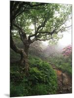 Craggy Gardens, Pisgah National Forest, North Carolina, USA-Adam Jones-Mounted Photographic Print