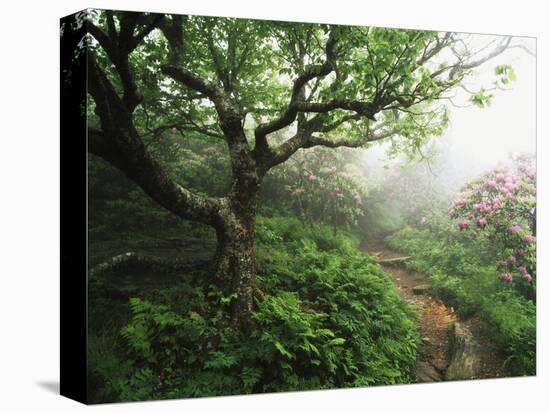 Craggy Gardens, Pisgah National Forest, North Carolina, USA-Adam Jones-Stretched Canvas