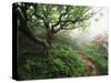 Craggy Gardens, Pisgah National Forest, North Carolina, USA-Adam Jones-Stretched Canvas
