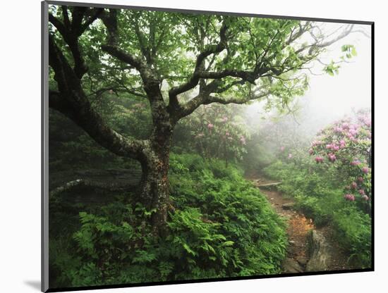 Craggy Gardens, Pisgah National Forest, North Carolina, USA-Adam Jones-Mounted Photographic Print