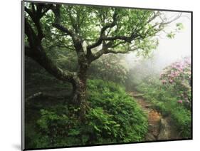 Craggy Gardens, Pisgah National Forest, North Carolina, USA-Adam Jones-Mounted Photographic Print