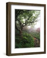 Craggy Gardens, Pisgah National Forest, North Carolina, USA-Adam Jones-Framed Photographic Print